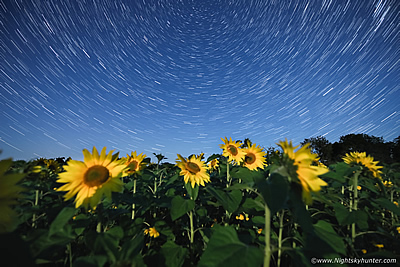 Armagh Viaduct, Portgelone Sunflowers, Milky Way, Moonlit Mist - August 2022